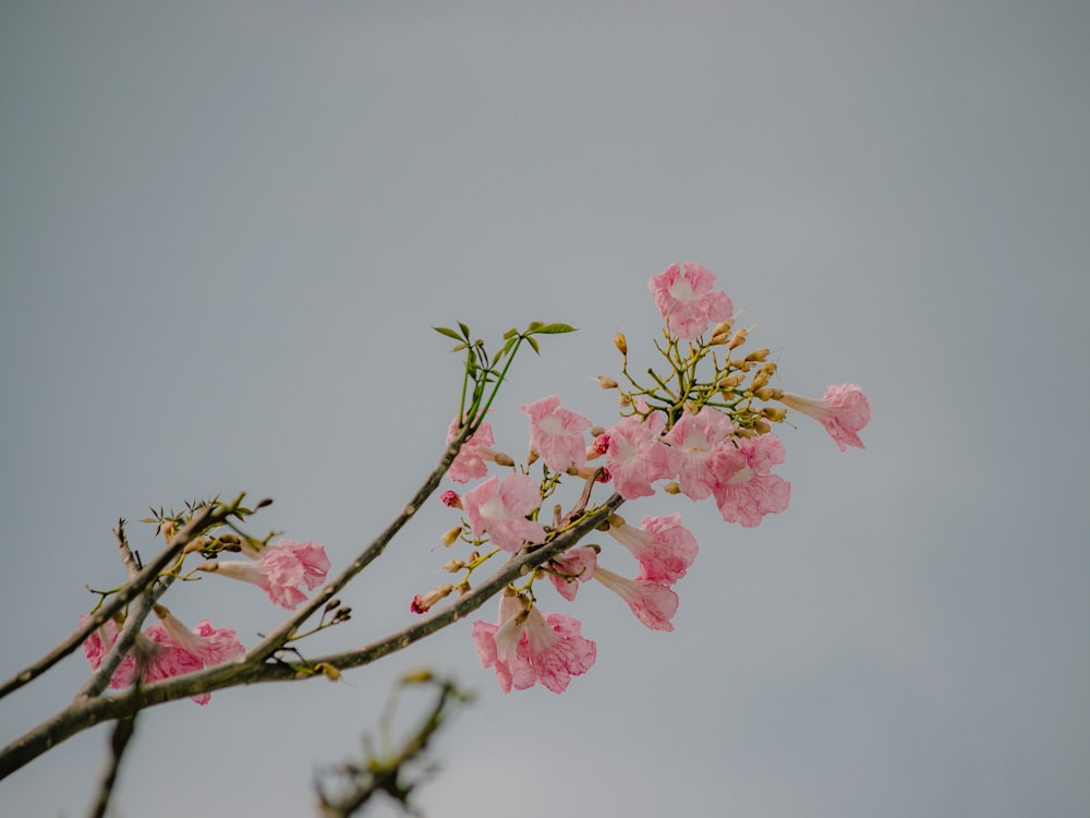 pink cherry blossom in close up photography