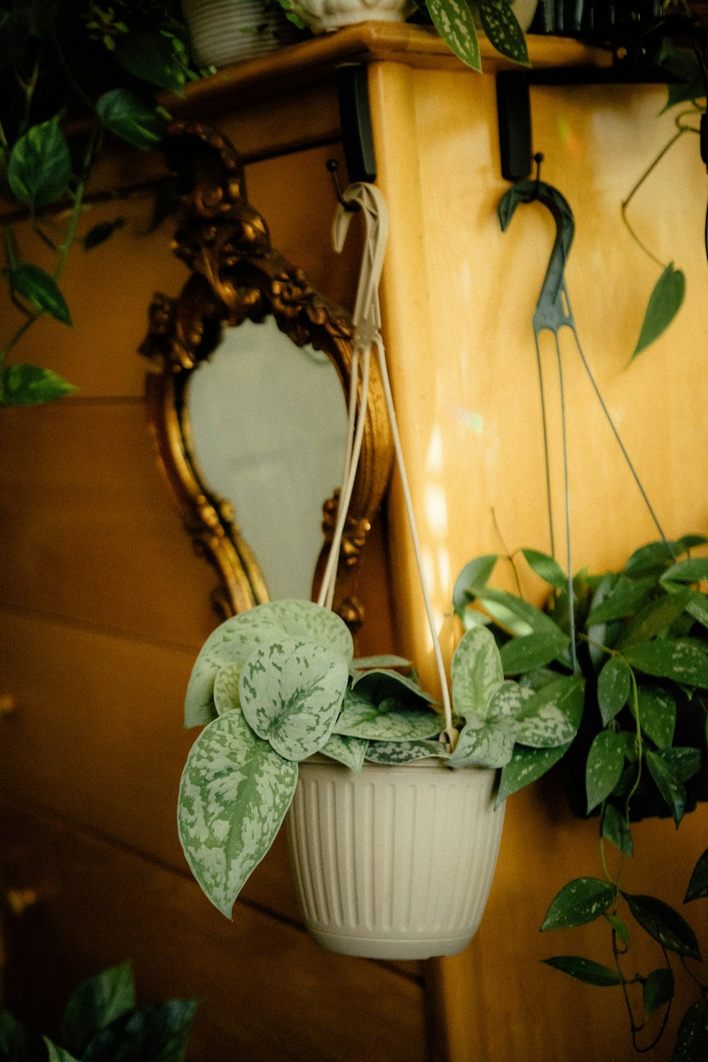 green plant on white ceramic pot