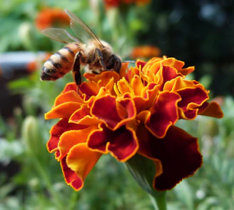 Close-up of a bee gathering nectar from a colorful meadow flower.