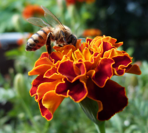 Close-up of a bee gathering nectar from a colorful meadow flower.