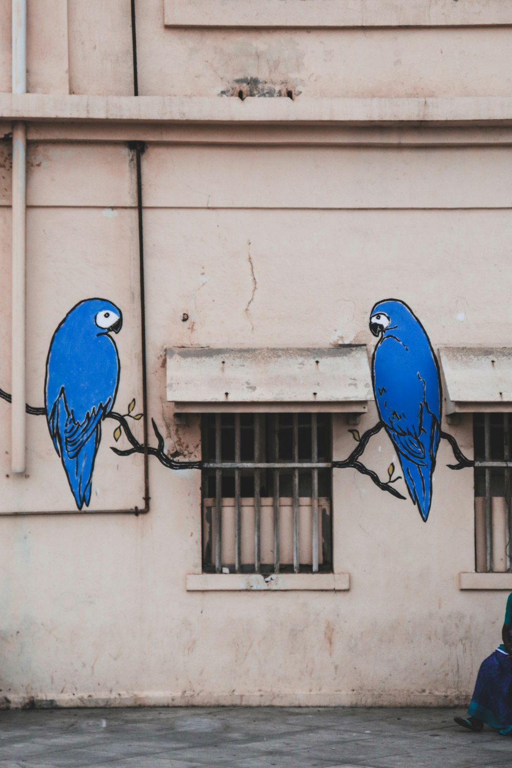 blue bird on white concrete wall