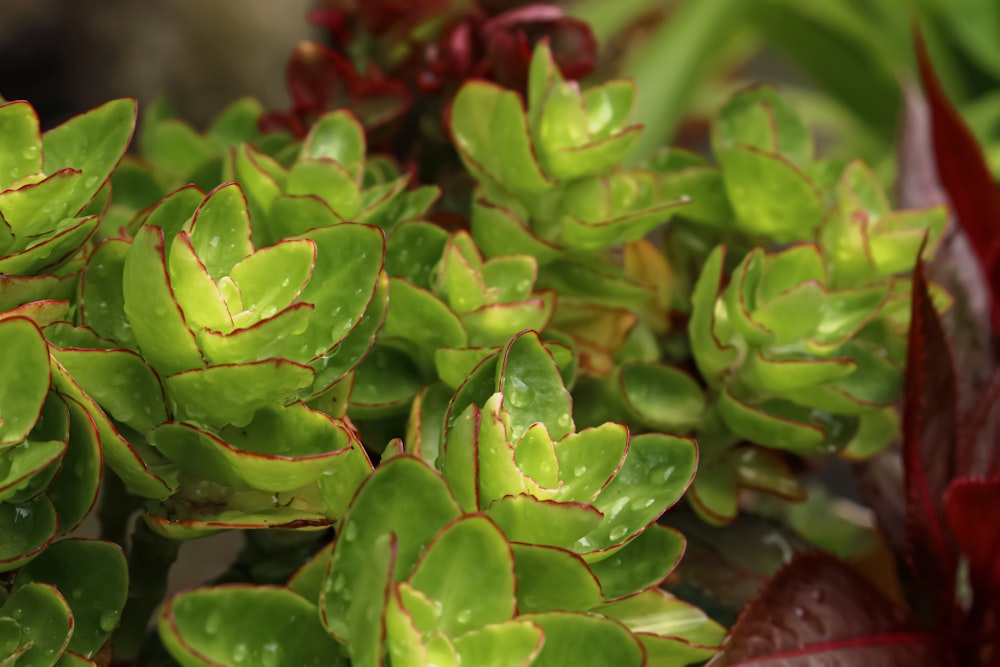 green plant in macro lens