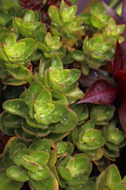 green and red plant leaves