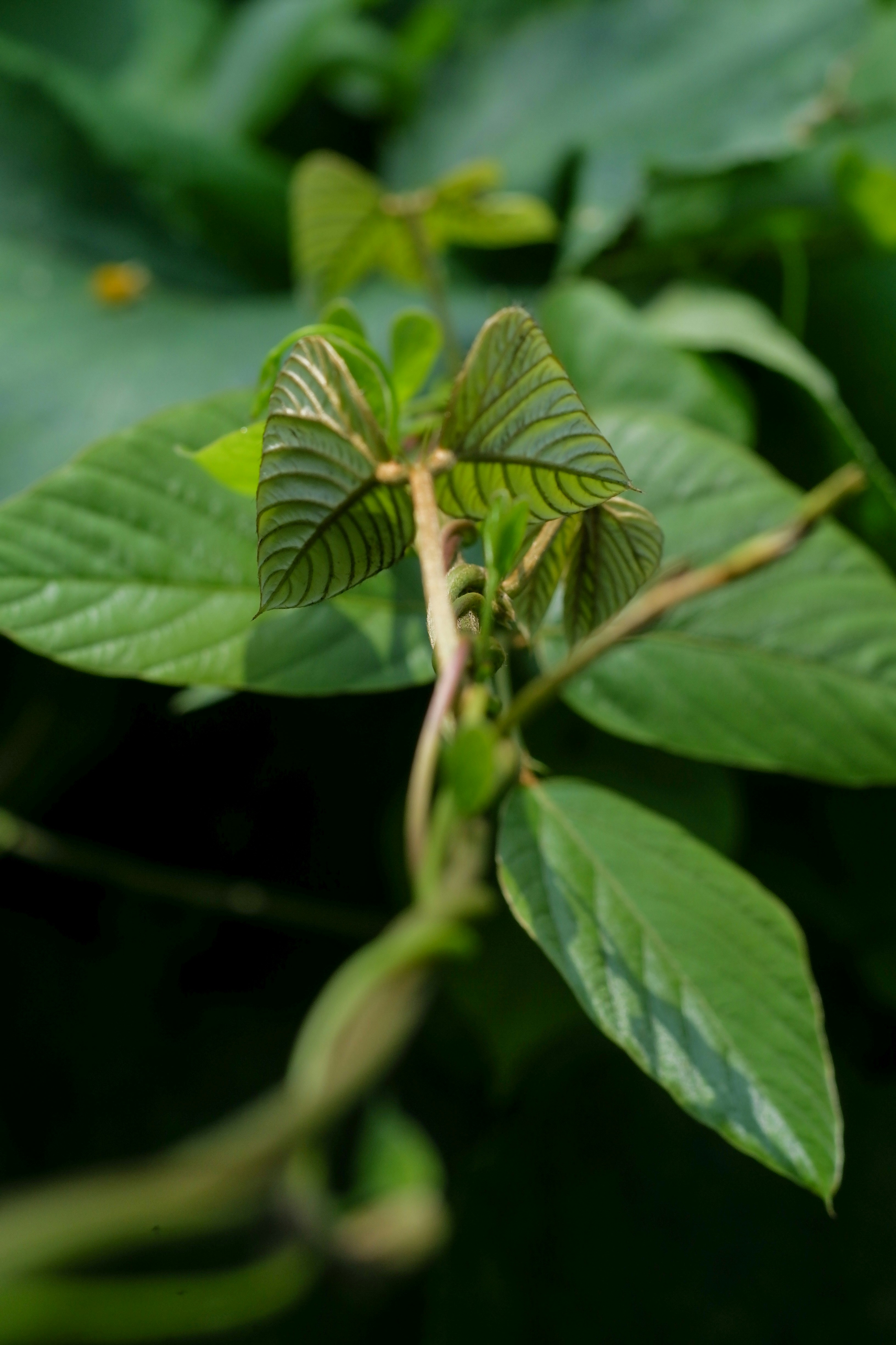 Photo by muaraibrahim