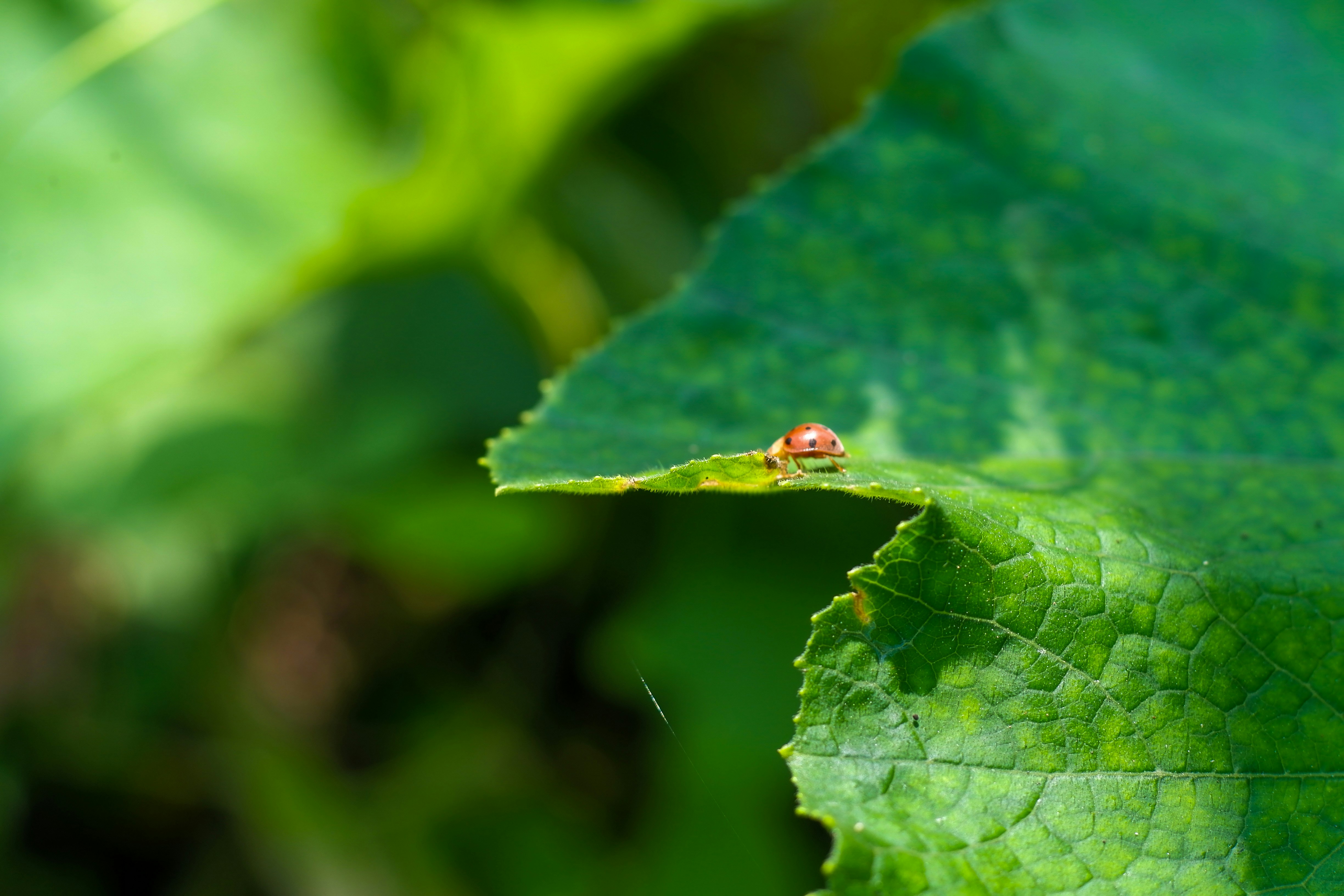 Photo by muaraibrahim