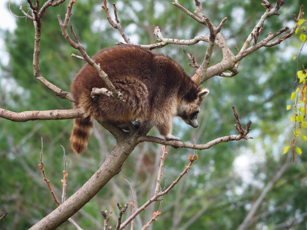 brown and black animal on brown tree branch during daytime