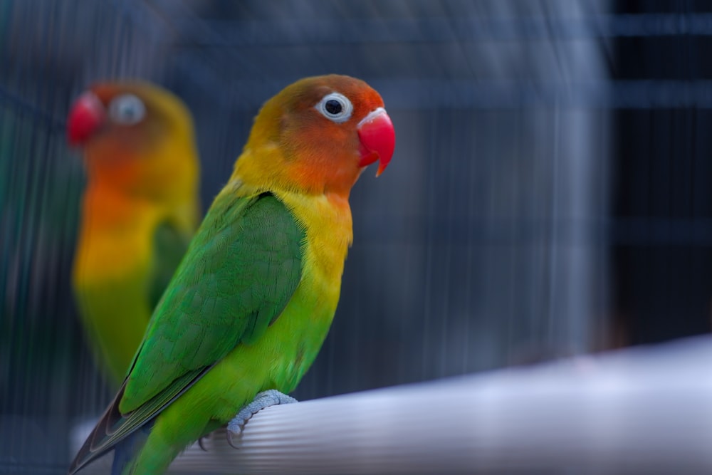 yellow orange and green bird