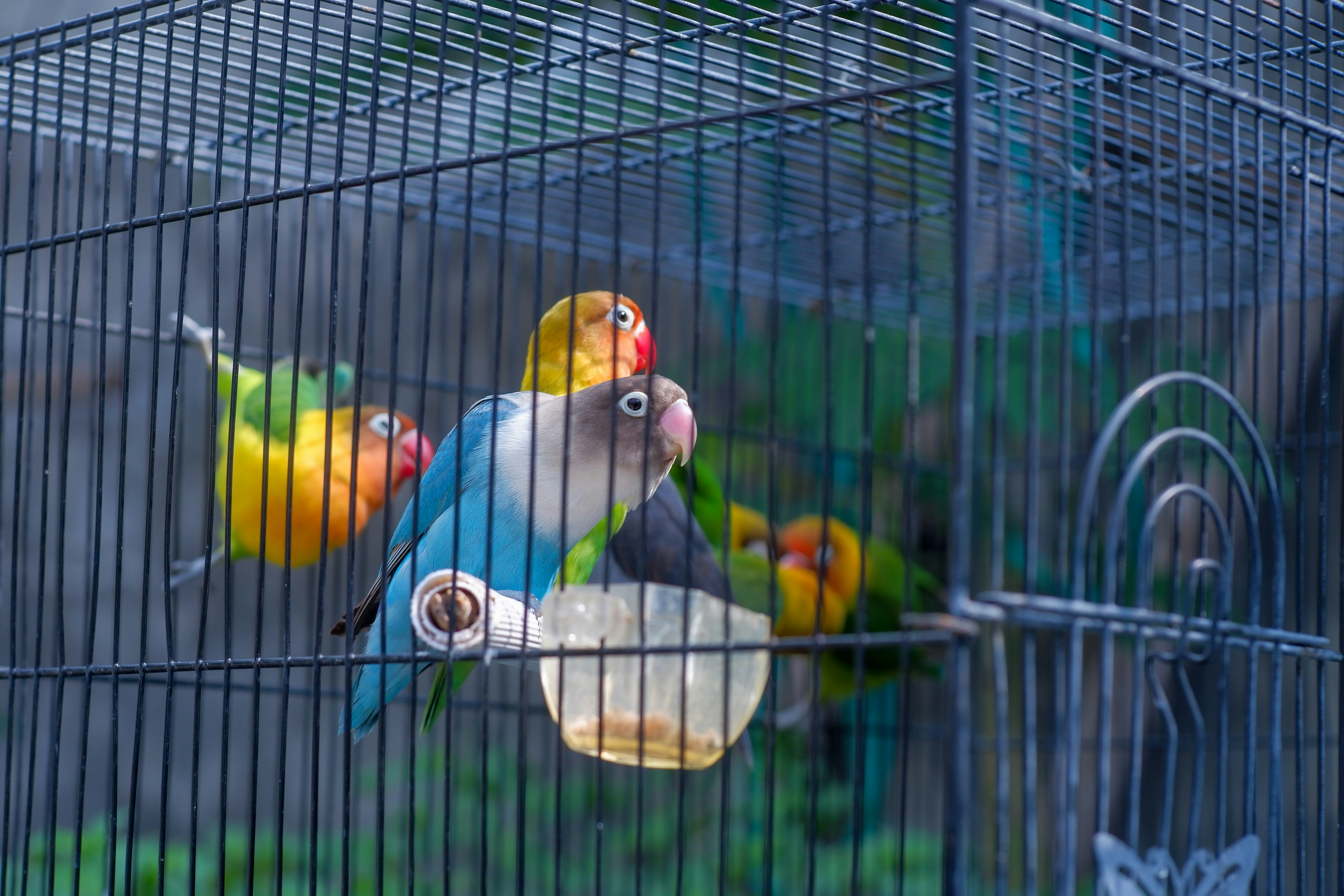 Gaiola para Passarinhos