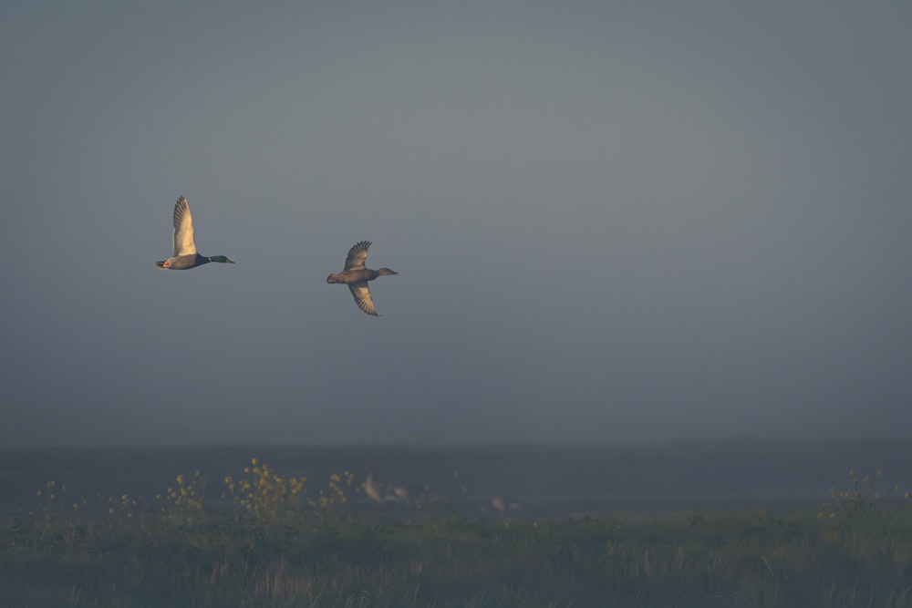 two birds flying over green grass field during daytime