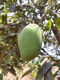 A warm close-up of ripe mangoes hanging on a branch under soft natural light.