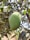 A close-up view of a green mango hanging from a branch, surrounded by lush green leaves and branches that create a natural setting.