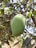A close-up view of a green mango hanging from a branch, surrounded by lush green leaves and branches that create a natural setting.