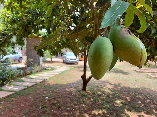 Two green mangoes hang from a tree branch, surrounded by lush green leaves. In the background, a stone pillar and a parked car on a dirt path are visible, with a well-maintained garden area.