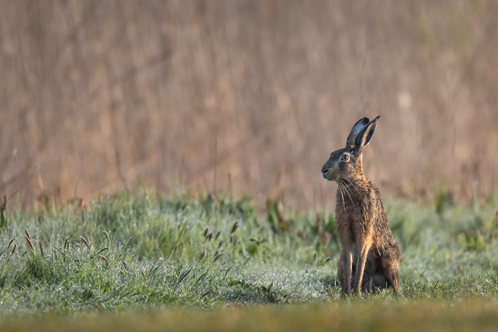 brown rabbit on green grass field during daytime