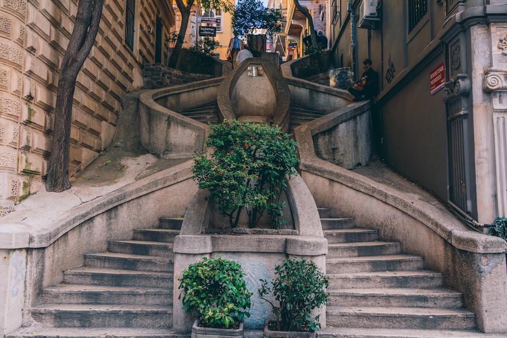 green plant on gray concrete staircase