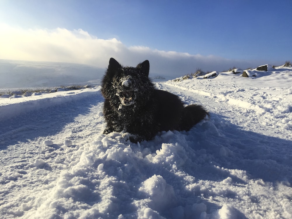 black dog on snow covered ground under blue sky during daytime