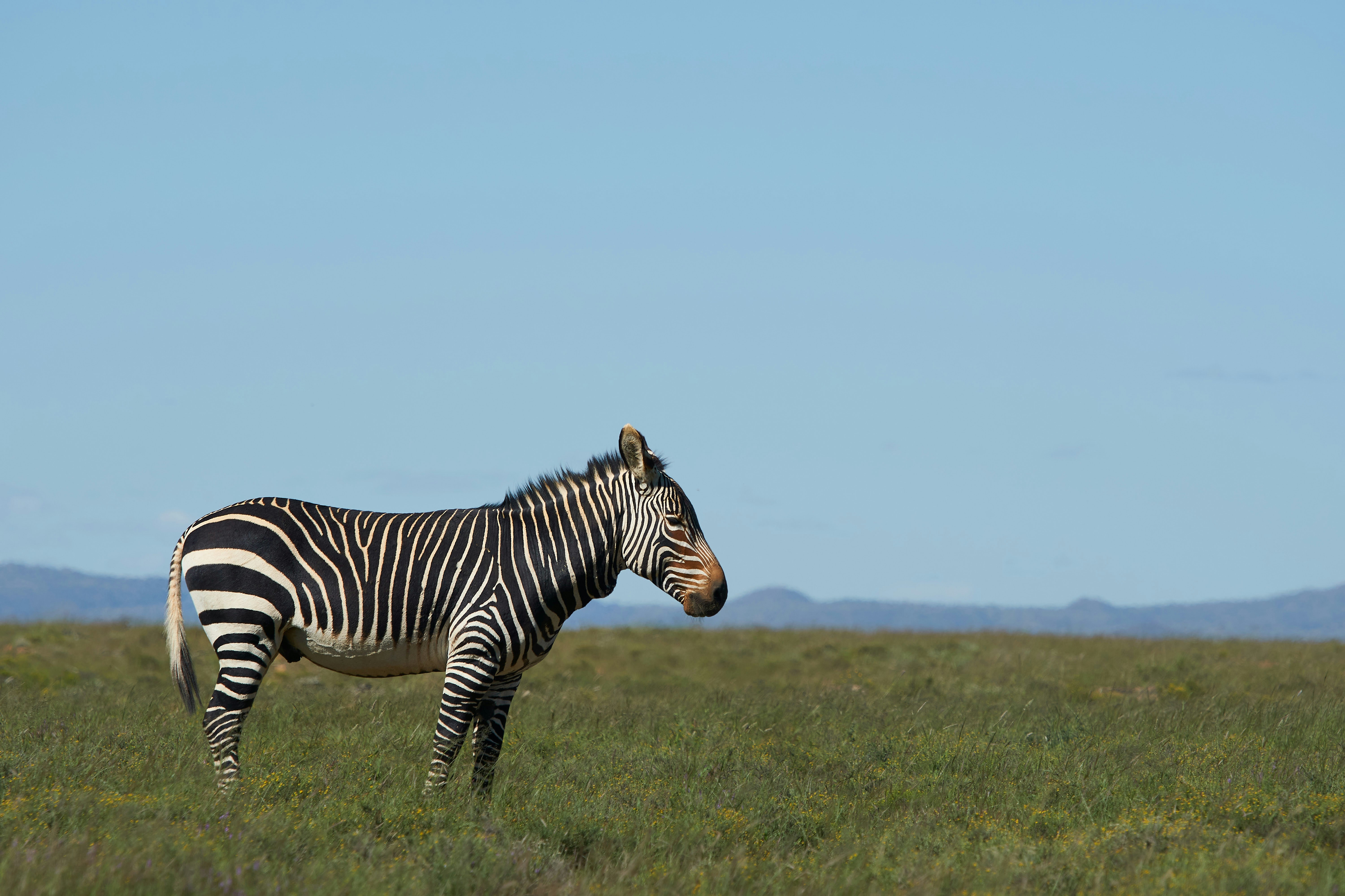 Photo by wolfgang_hasselmann