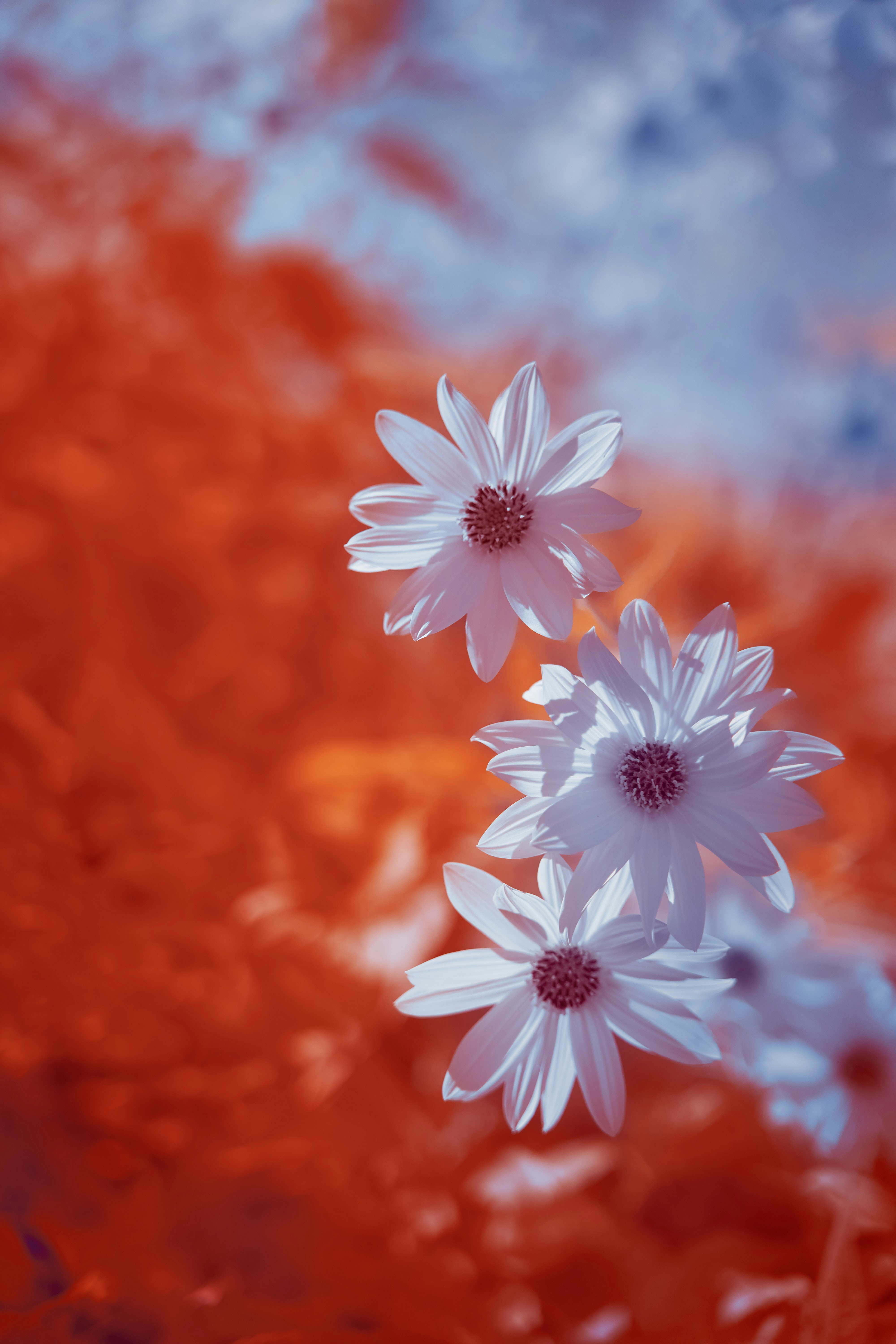 Photo by wolfgang_hasselmann