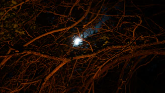 brown tree branches with blue and white light