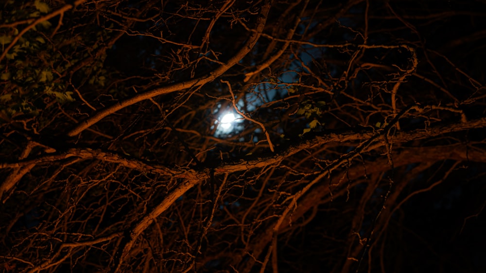 brown tree branches with blue and white light