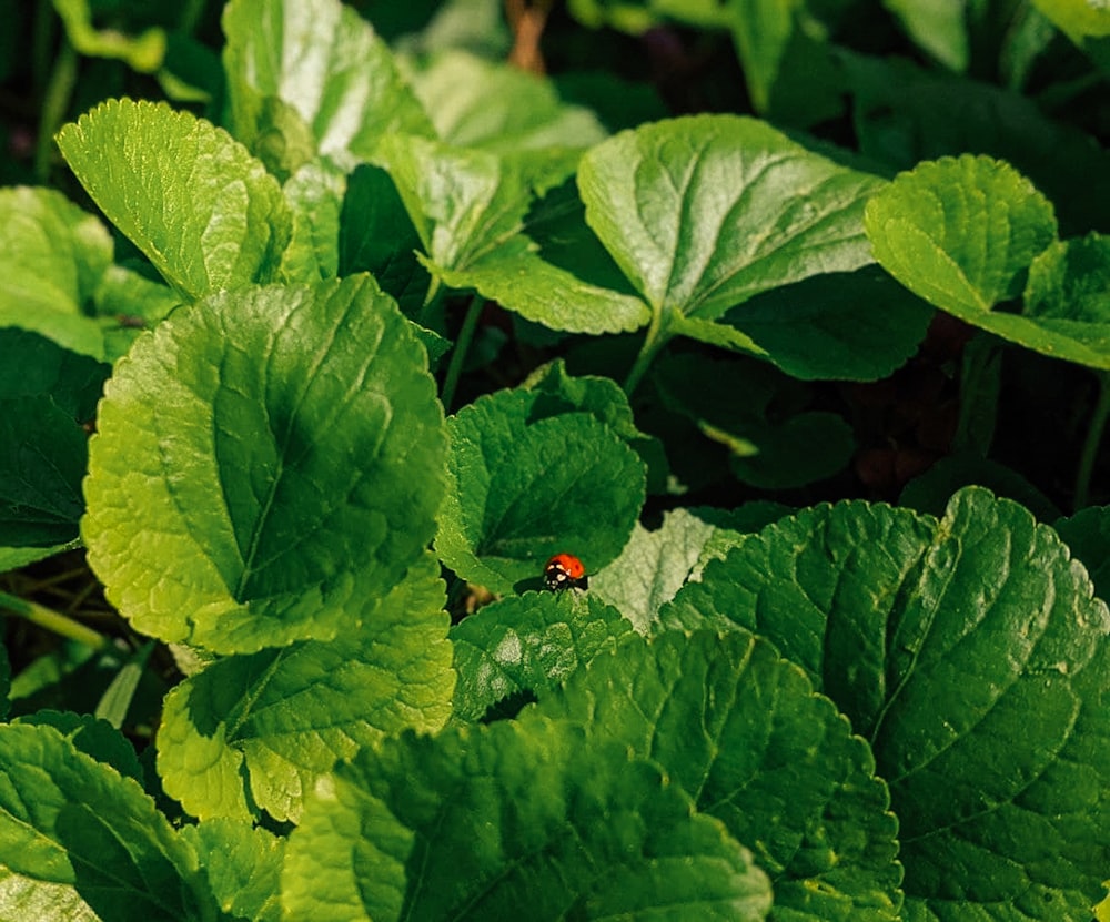 red ladybug on green leaf plant during daytime