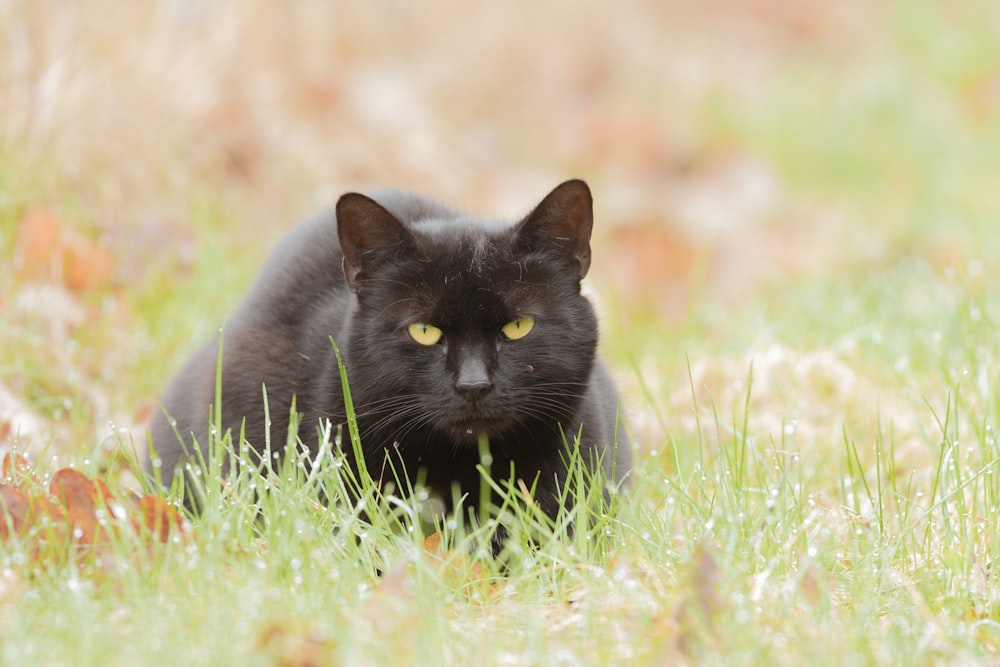 昼間の緑の芝生の上の黒猫