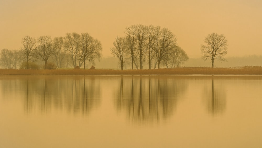 alberi marroni accanto allo specchio d'acqua durante il giorno