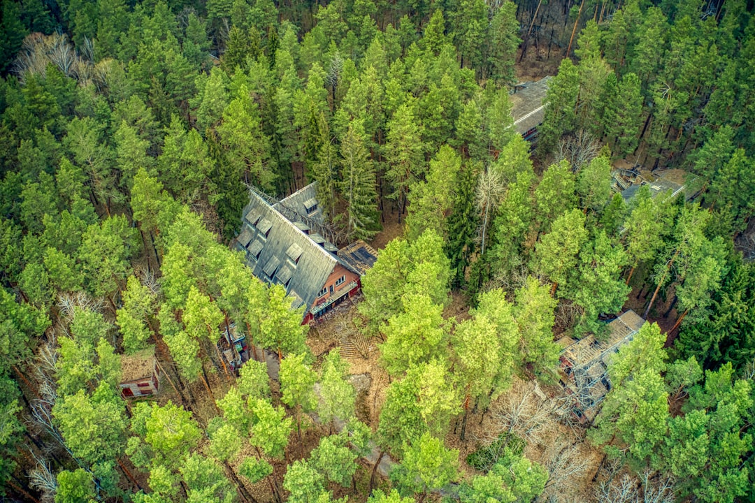aerial view of green trees and brown house