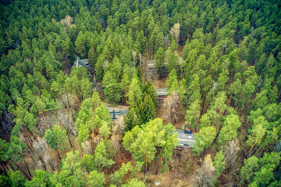 green trees and houses during daytime