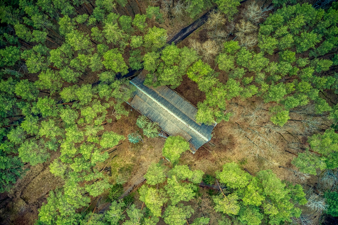 aerial view of green trees and gray wooden dock