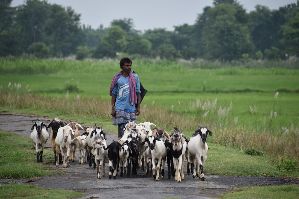 woman in red jacket walking with white and black goats on green grass field during daytime