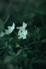 White flowers with delicate petals are surrounded by lush green leaves in a soft focus, creating a natural and serene atmosphere.