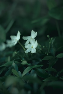 White flowers with delicate petals are surrounded by lush green leaves in a soft focus, creating a natural and serene atmosphere.