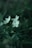 White flowers with delicate petals are surrounded by lush green leaves in a soft focus, creating a natural and serene atmosphere.