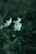 White flowers with delicate petals are surrounded by lush green leaves in a soft focus, creating a natural and serene atmosphere.