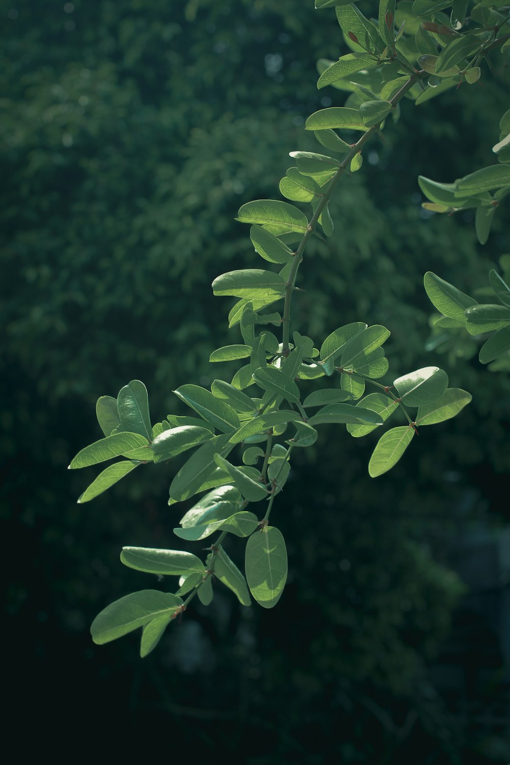 green leaves in tilt shift lens