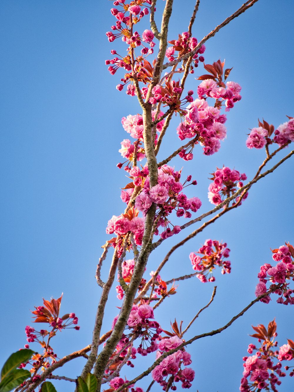 pink cherry blossom tree during daytime