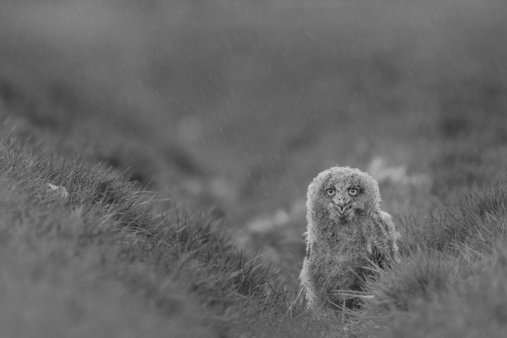 gray scale photo of a owl