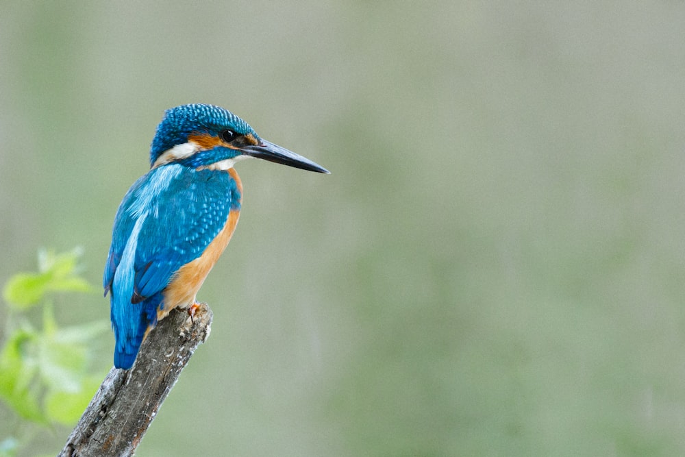 blauer und brauner Vogel am braunen Ast