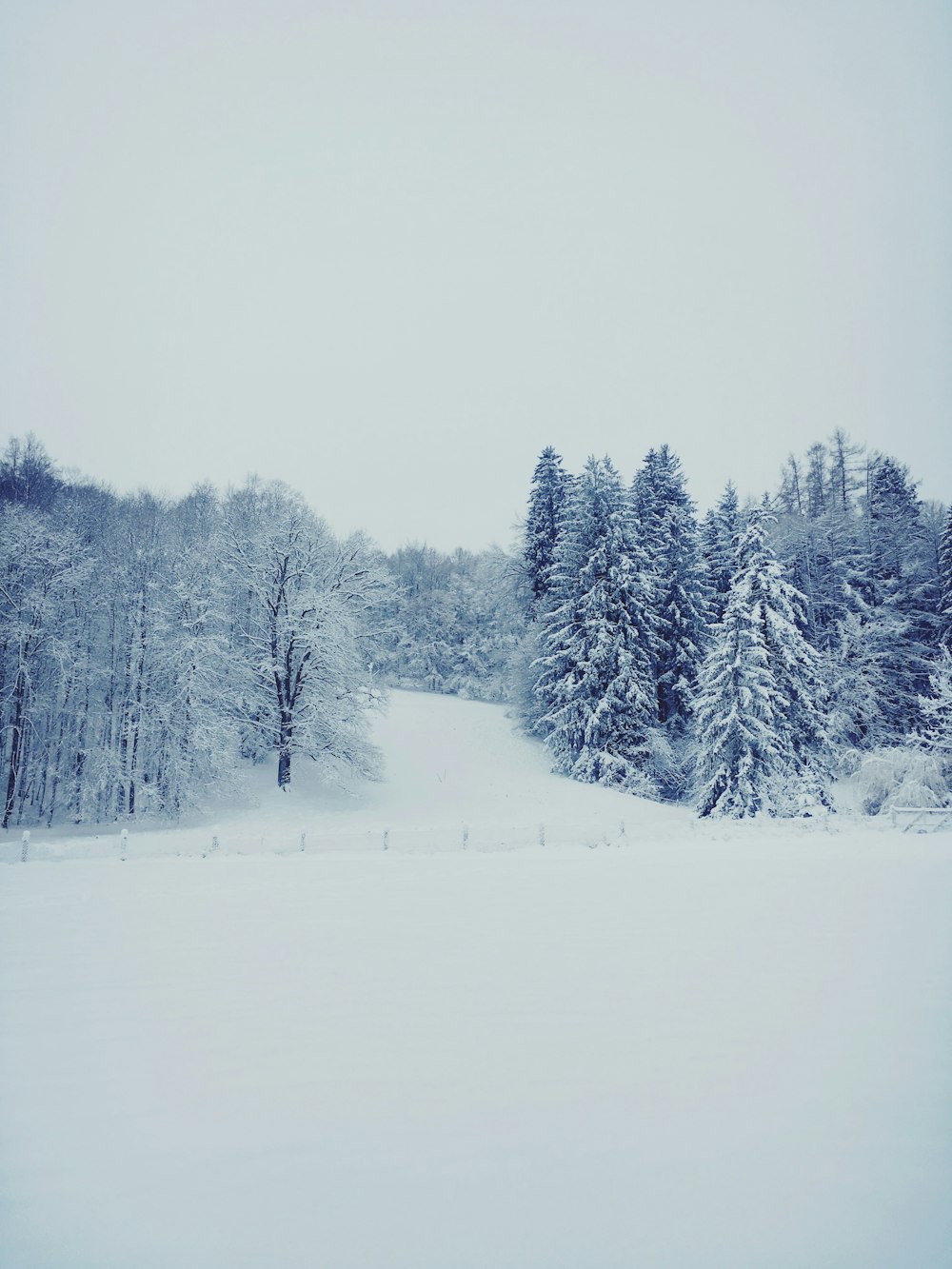 green pine trees on snow covered ground during daytime