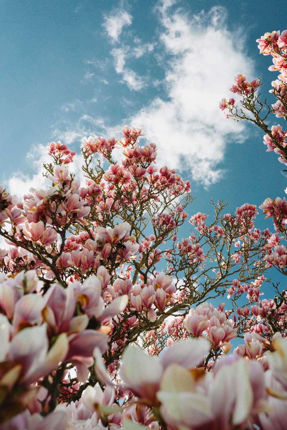 fiore rosa e bianco sotto il cielo blu durante il giorno