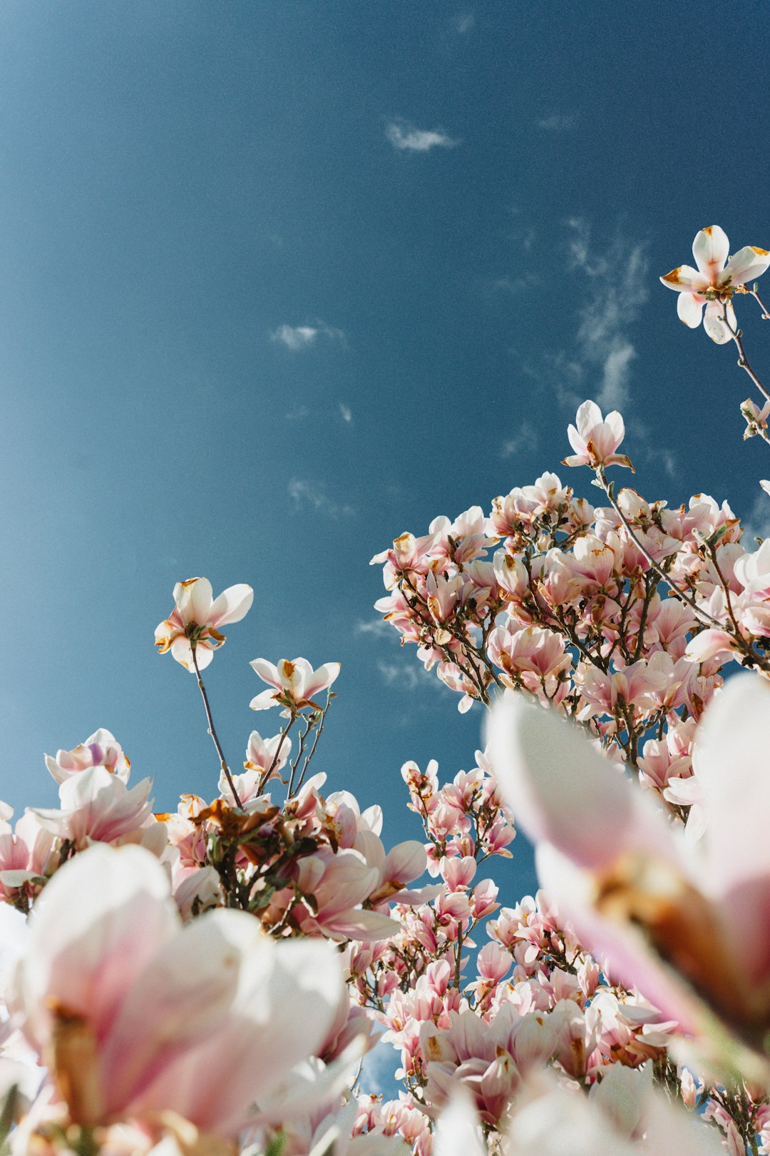 white and pink cherry blossom flowers in bloom during daytime