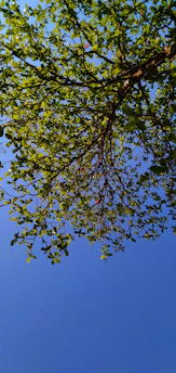 High-resolution image showcasing a majestic oak tree with lush green leaves under a bright sky.