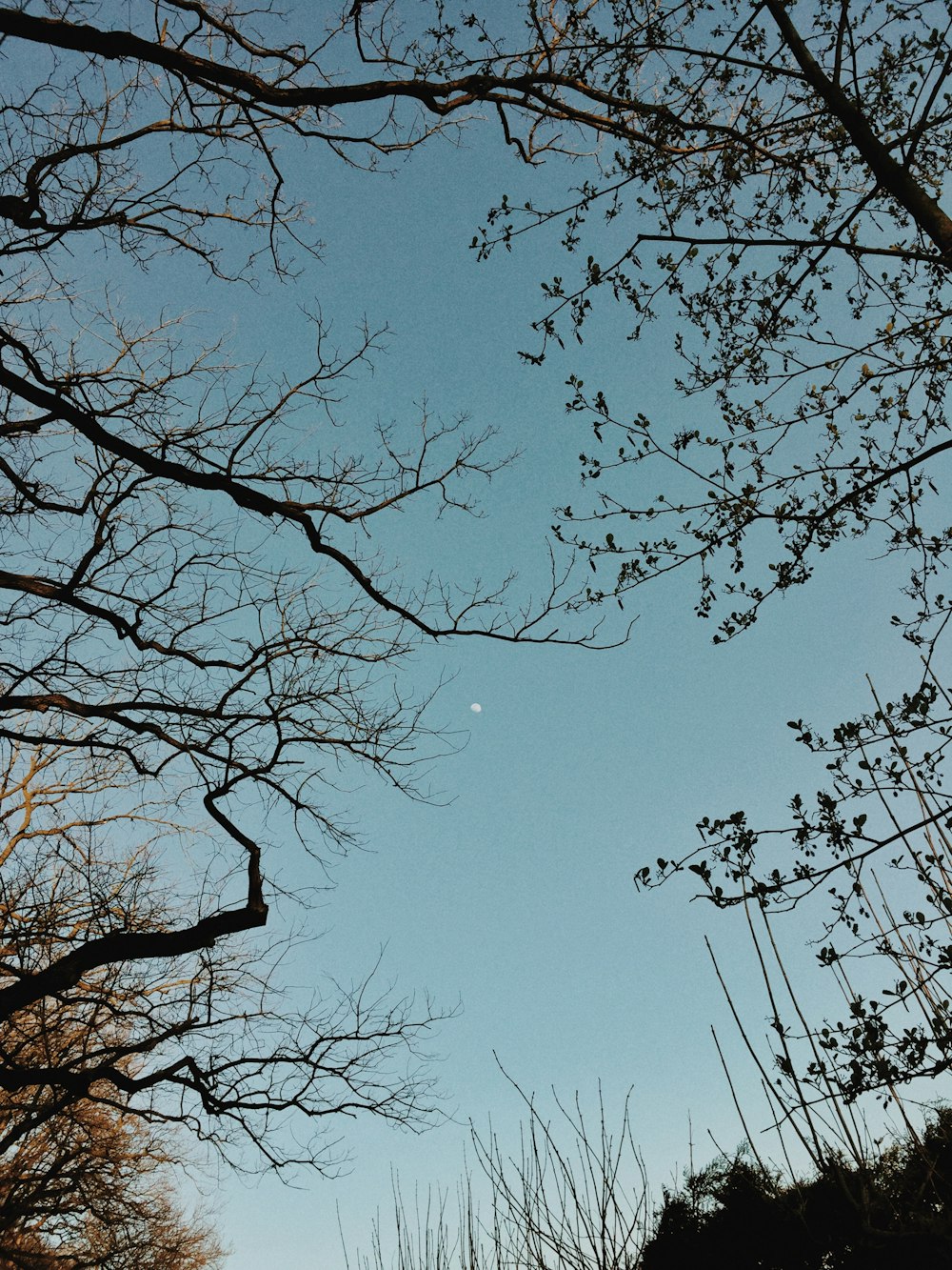昼間の青空の下での葉のない木のローアングル写真