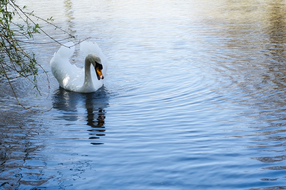 white swan on water during daytime