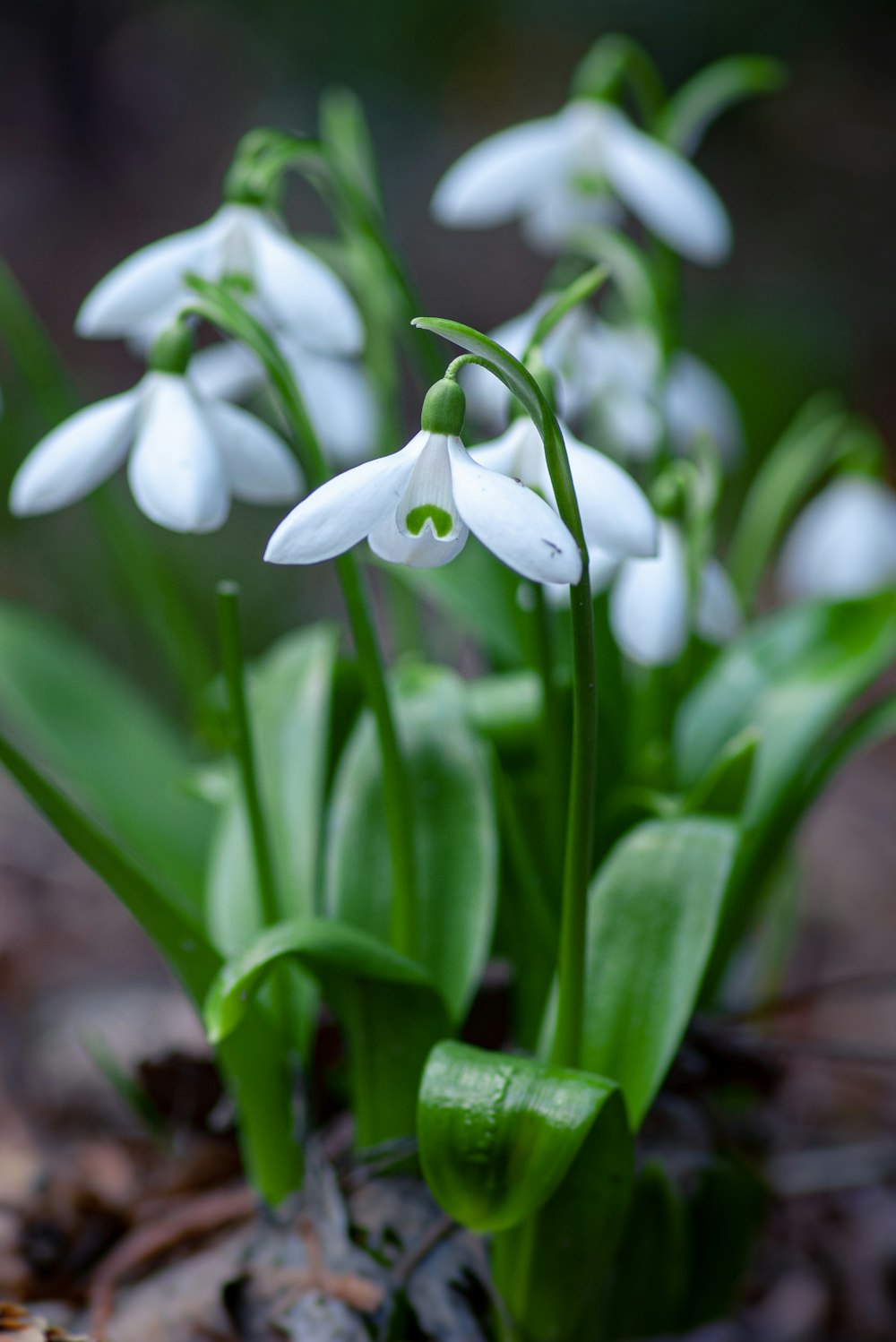 white flowers with green leaves