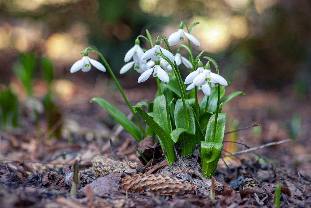 white flowers on green grass