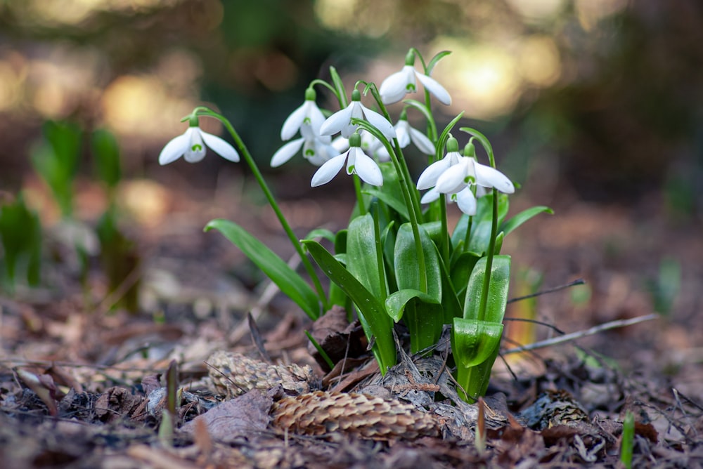 white flowers on green grass