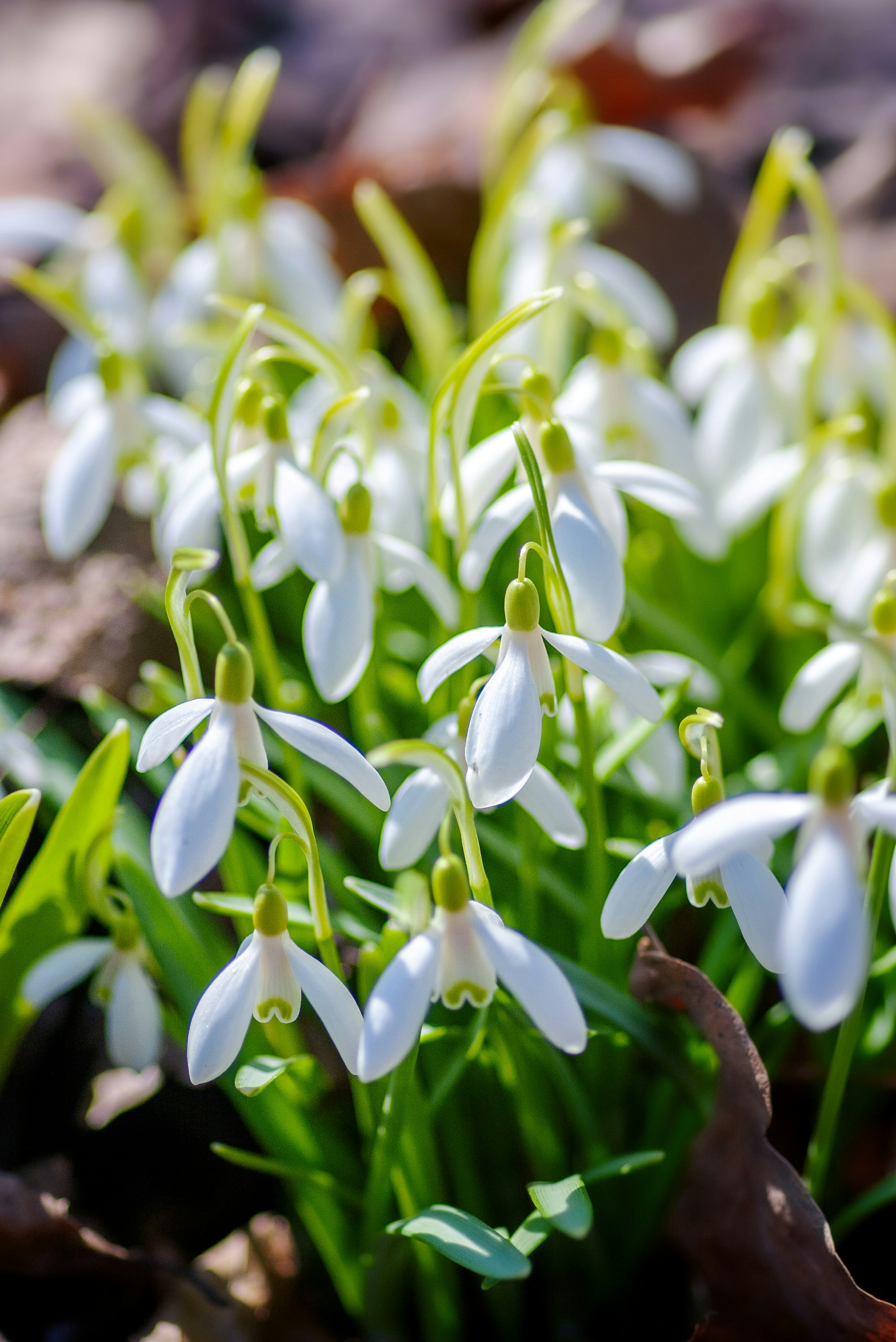 white and green plant on brown soil