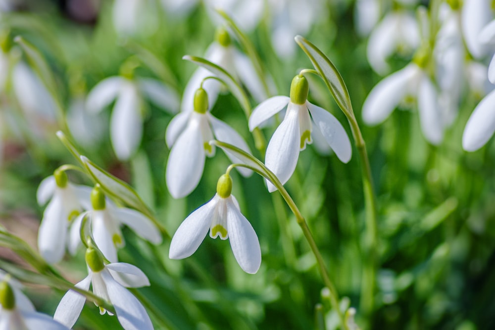 white and green flower buds